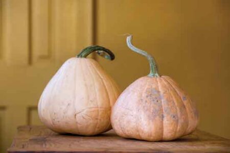 Mountain Bummy’s Rare Squash Image